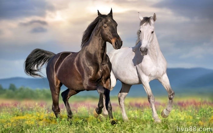 Mơ thấy 2 con ngựa đánh con gì? HappyLuke giải mã lô đề 3